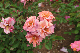 image0431