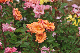 image0432