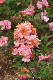 image0433