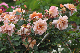 image0437
