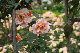 image0438