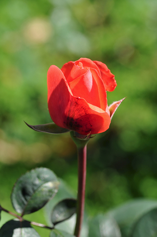 image0096