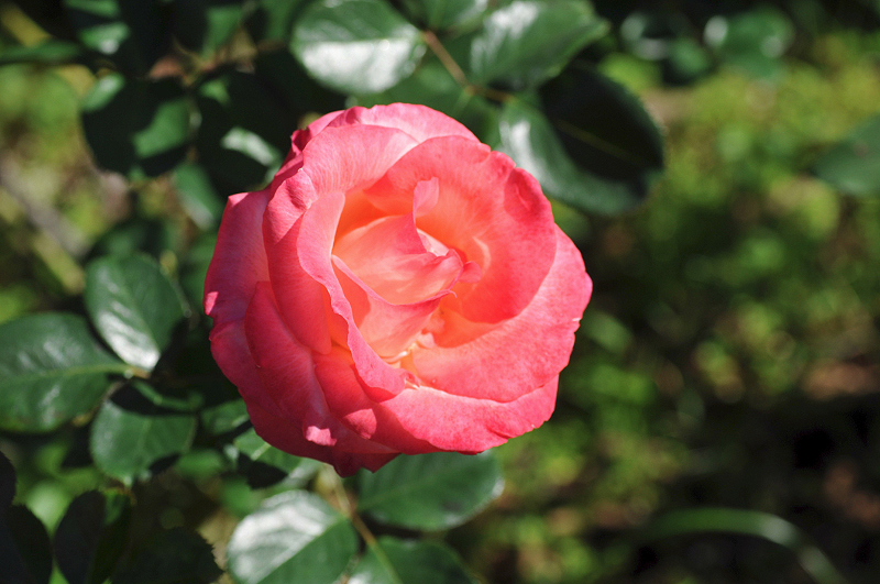 image0100