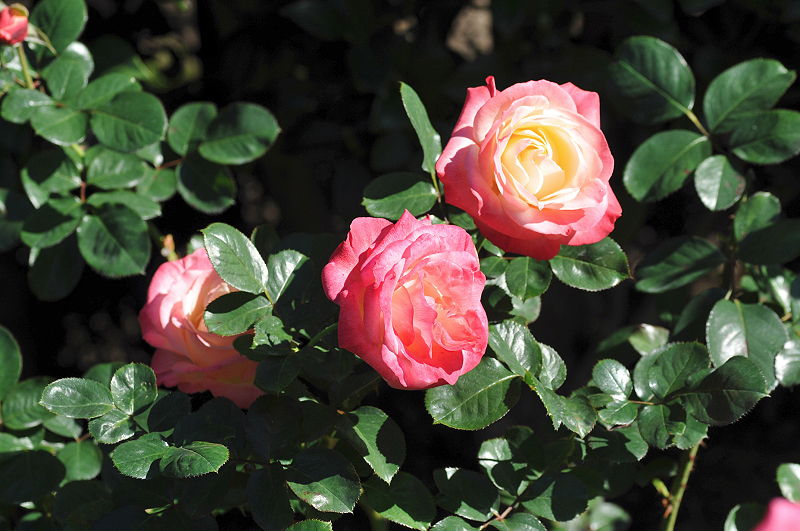 image0102
