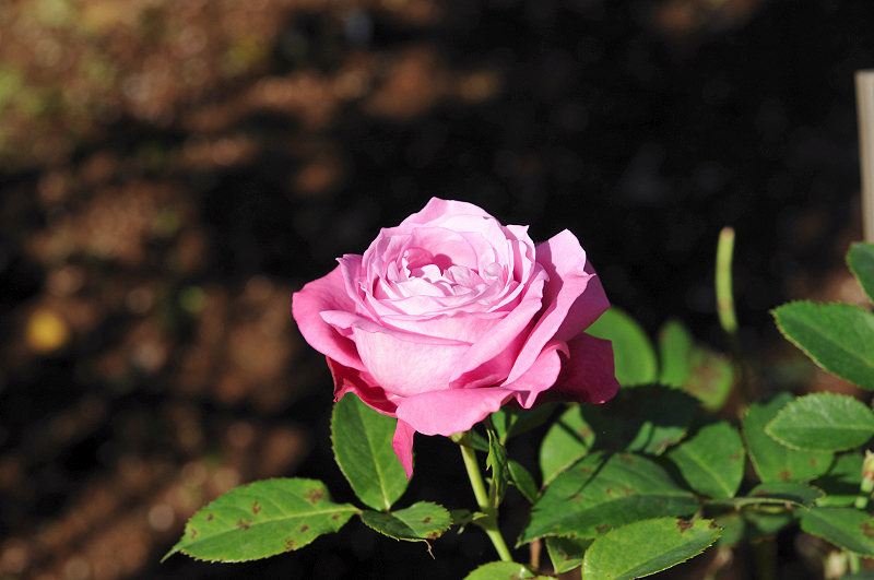 image0120