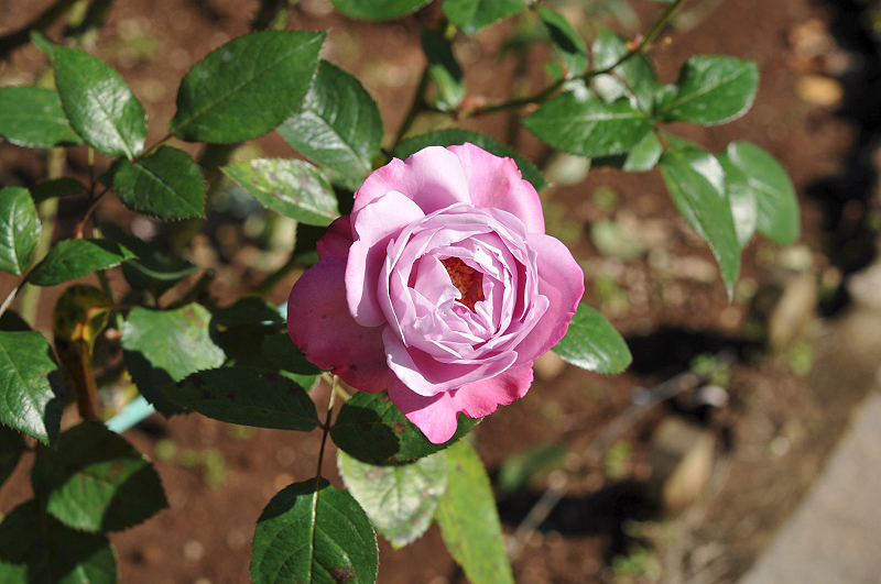 image0123