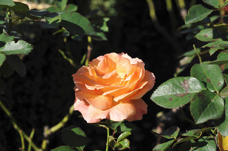 image0140