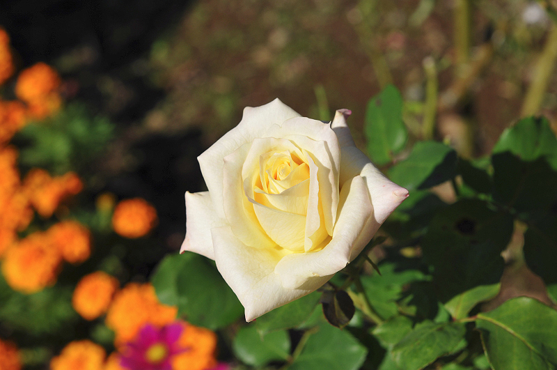 image0153