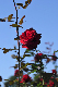 image0166