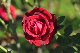 image0169
