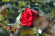 image0182