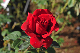 image0185