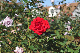 image0186