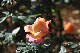 image0190