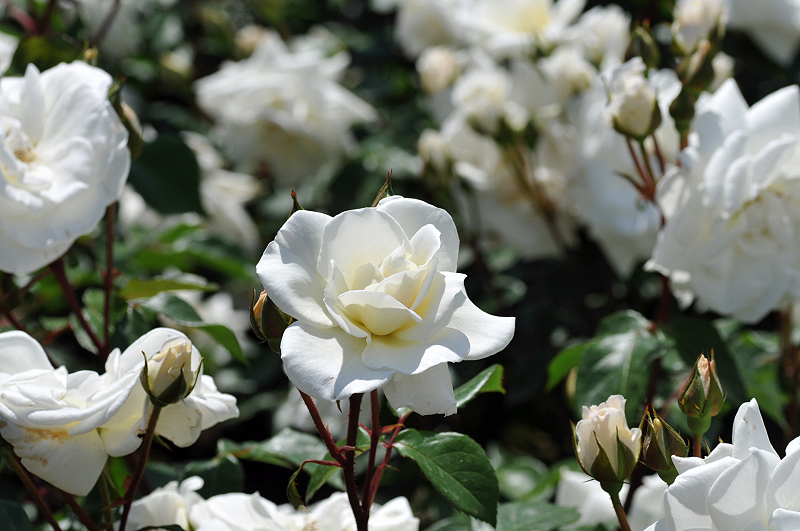 image0253