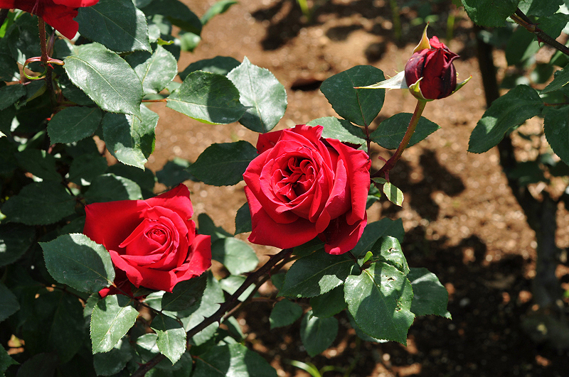 image0305