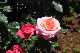 image0195