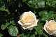 image0199