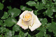 image0200