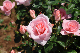image0201