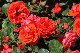 image0205