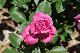 image0206