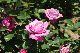 image0207