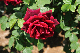 image0210