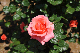 image0212