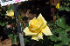 image0215