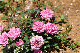 image0222