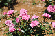 image0223