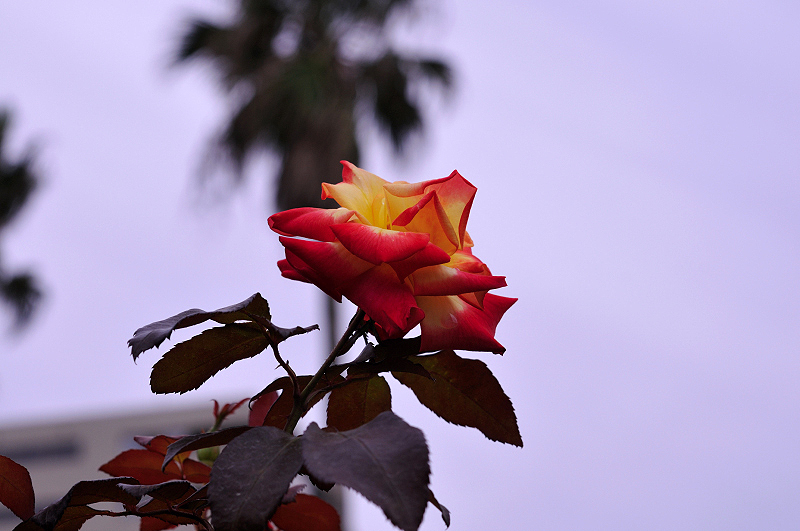 image0071