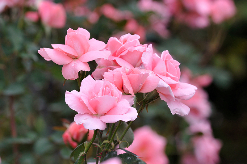 image0074