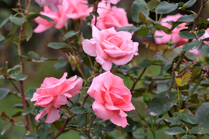 image0075