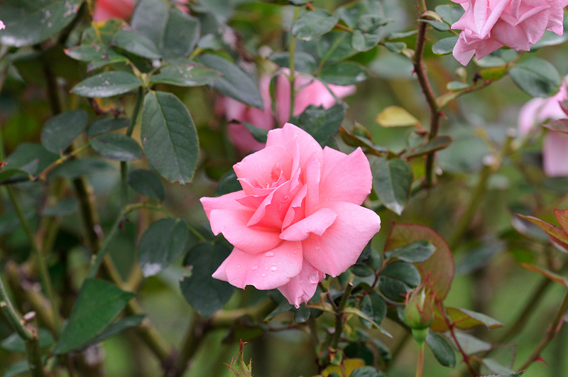 image0079