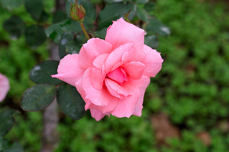 image0081