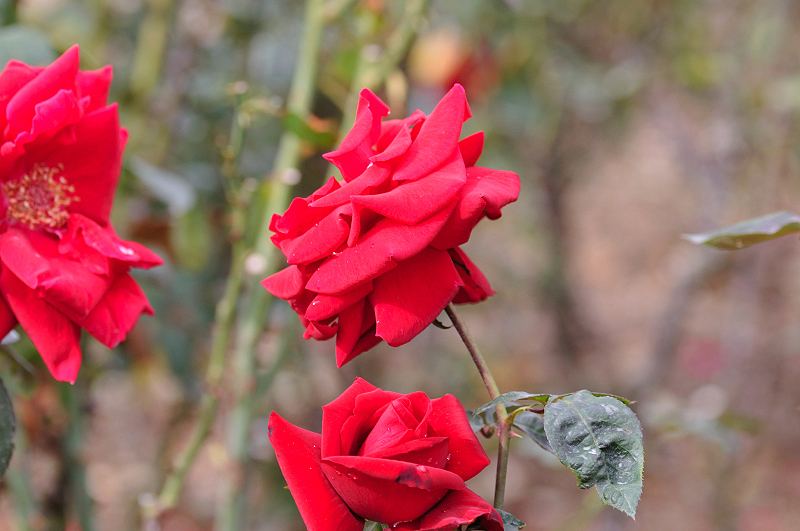 image0109