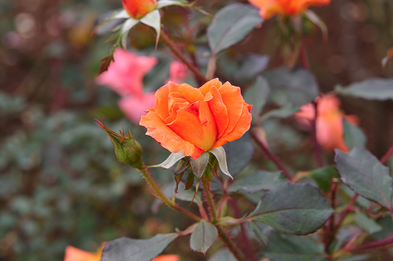 image0129