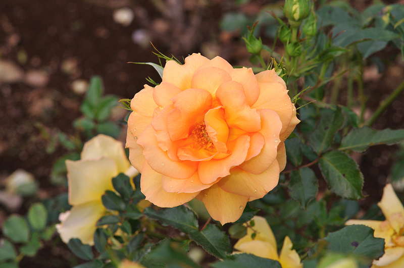 image0138