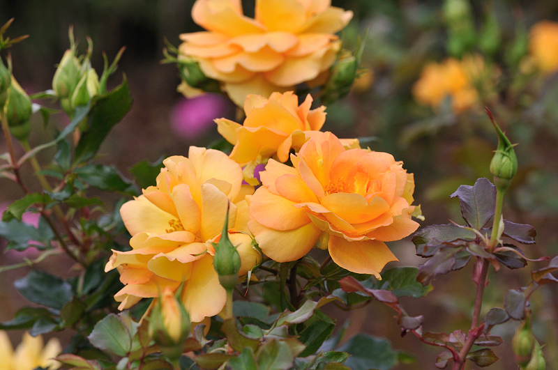 image0144