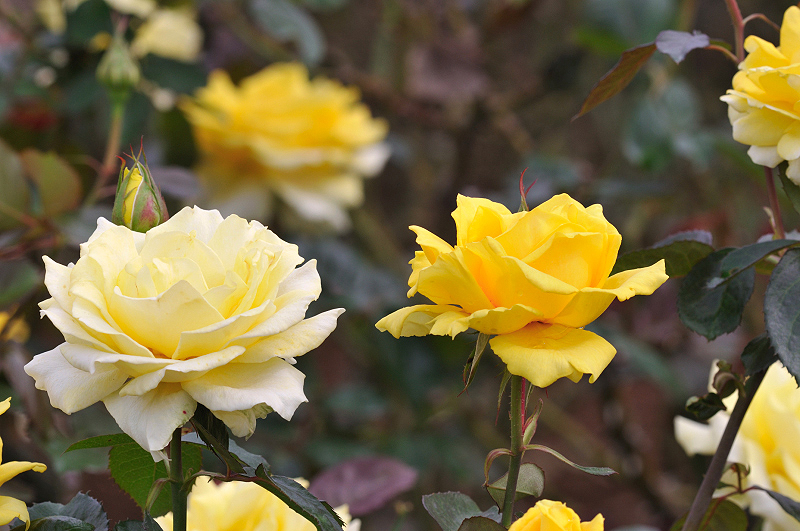 image0145