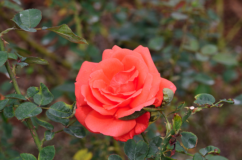 image0161