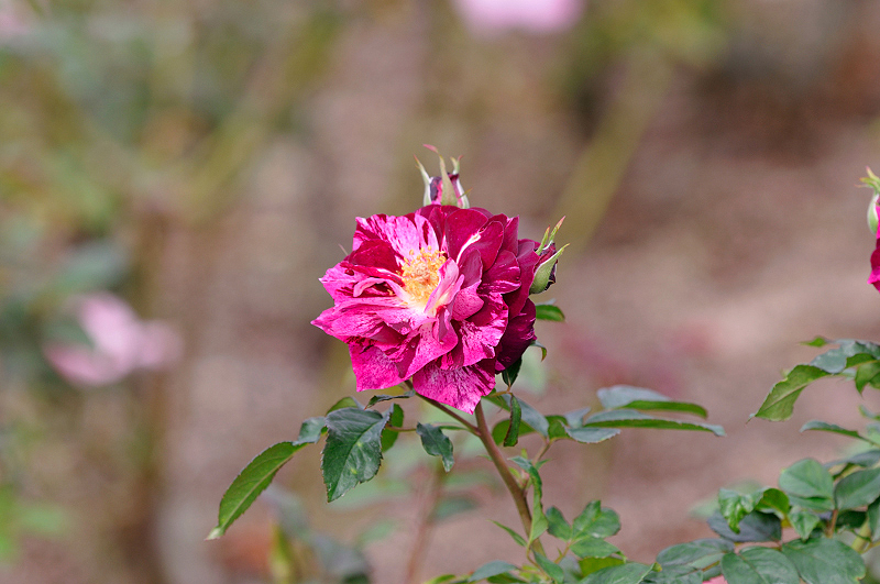 image0165