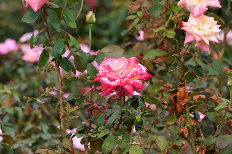 image0166