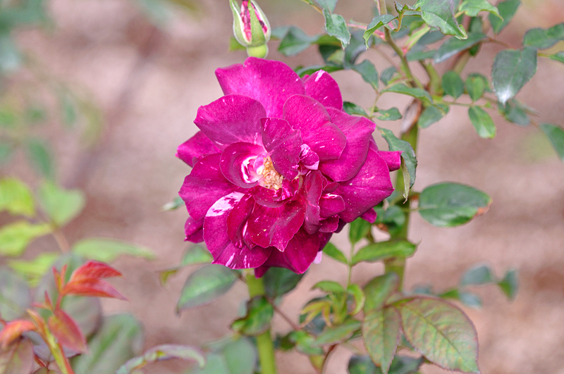 image0167
