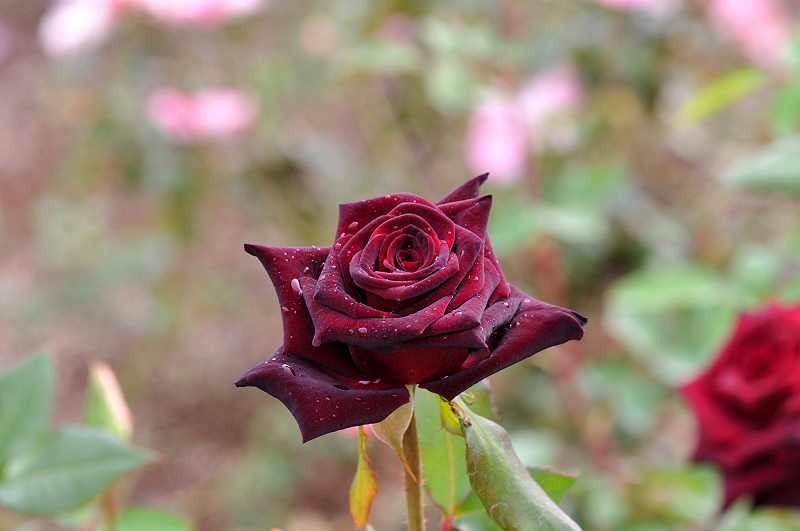 image0168
