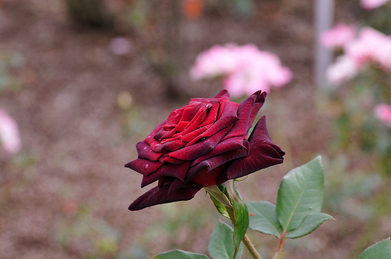 image0169
