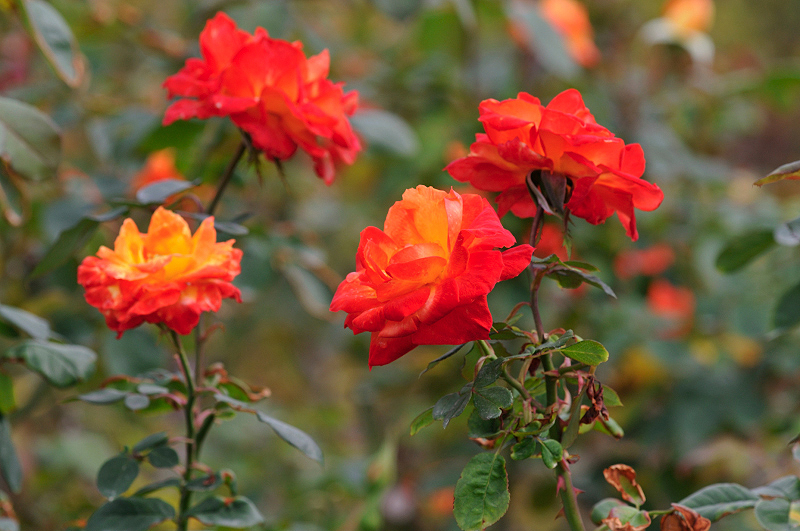 image0171