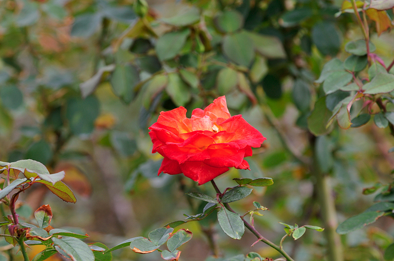 image0172